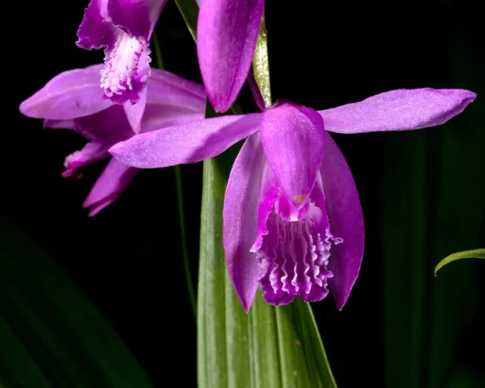 Bletilla striata 20-30cm Moda