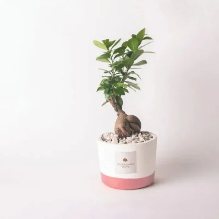 Bomboniera Paola Rolando Bonsai in Vaso Bianco e Rosa