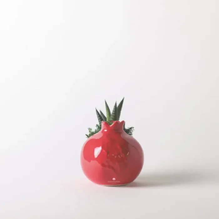 Bomboniera Paola Rolando Pianta Grassa in Melograno 9x9x12