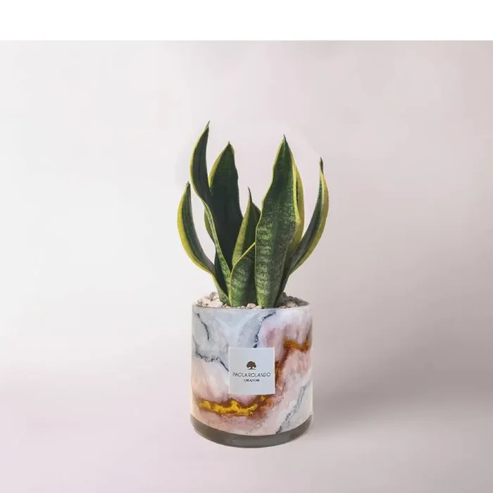 Bomboniera Paola Rolando Sansevieria in Cilindro Onice In saldo