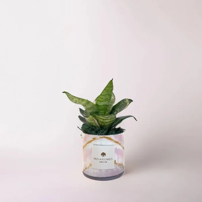 Bomboniera Paola Rolando Sansevieria Nana Marble Quarzo Rosa
