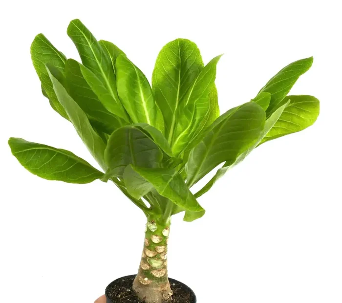 Brighamia insignis - immagine 2