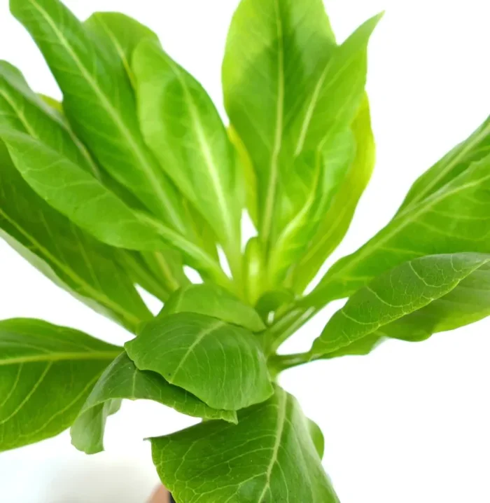 Brighamia insignis - immagine 3