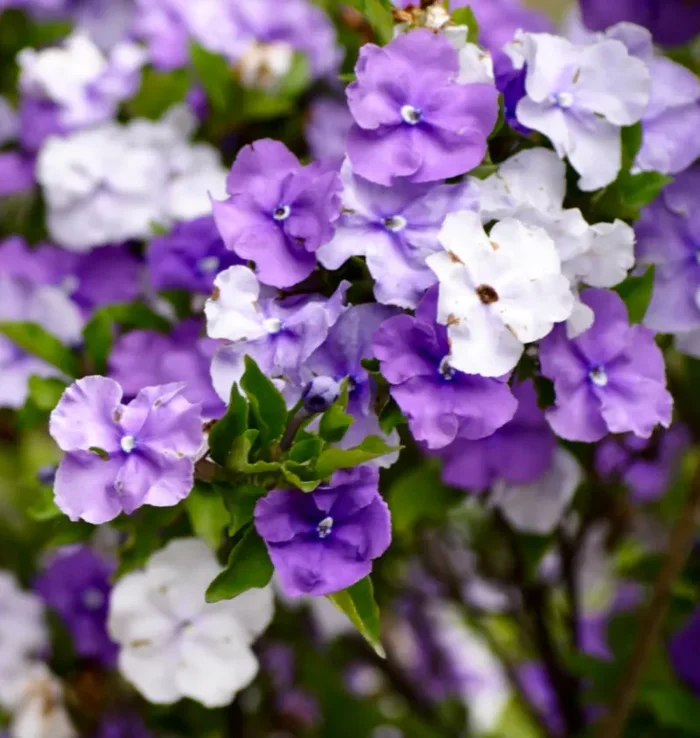 Brunfelsia pauciflora Online ora