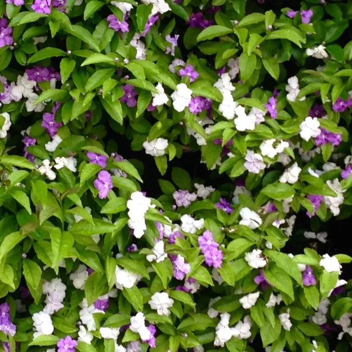 Brunfelsia pauciflora Online ora - immagine 2