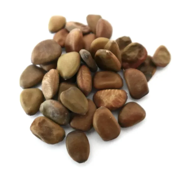 Caesalpinia pulcherrima “ARANCIONE” SEMI Vendita calda - immagine 2