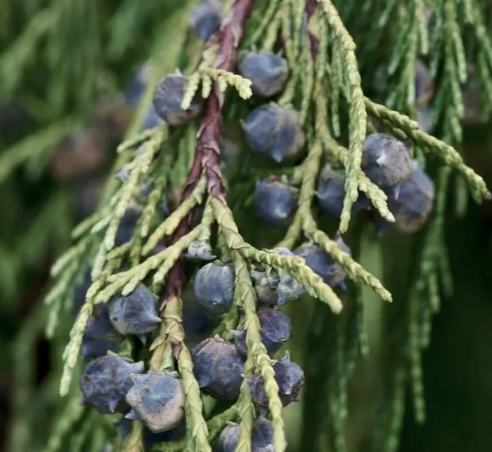 Callitropsis nootkatensis