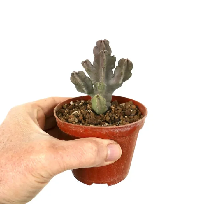 Carralluma flava (multi branches) syn. Desmidorchis flava Fornitura