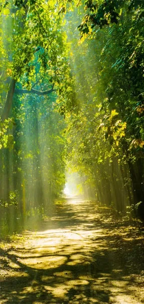 Carta Da Parati Fotomurale Per Porta – Sunny Avenue 90x210cm Erroi - immagine 2