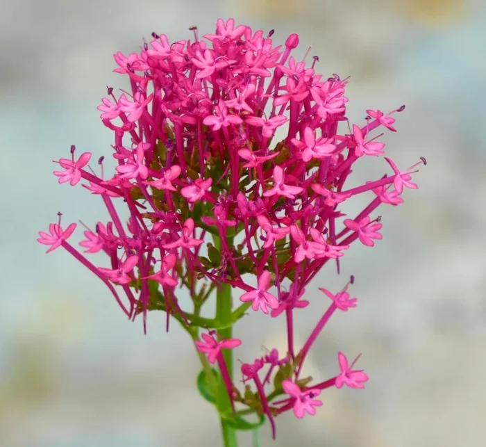 Centranthus ruber SEMI Moda