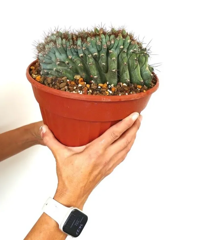 Cereus peruvians BLU FORM CRESTED 35Y - immagine 2