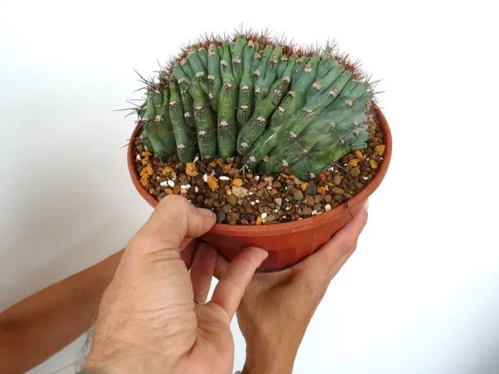 Cereus peruvians BLU FORM CRESTED 35Y - immagine 3