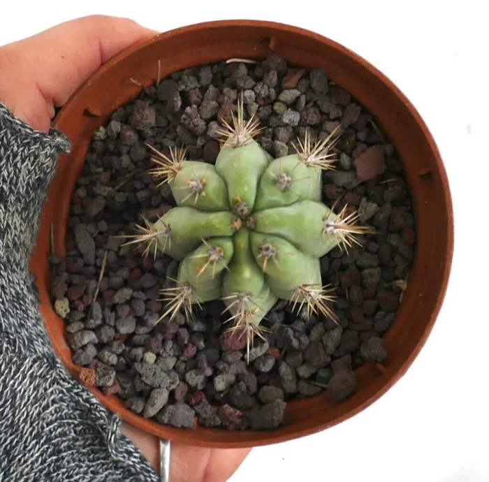 Cereus sp. NORTH of ZACATECAS GIS3 * - immagine 2