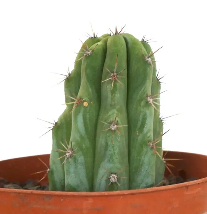 Cereus sp. NORTH of ZACATECAS GIS3 * - immagine 3