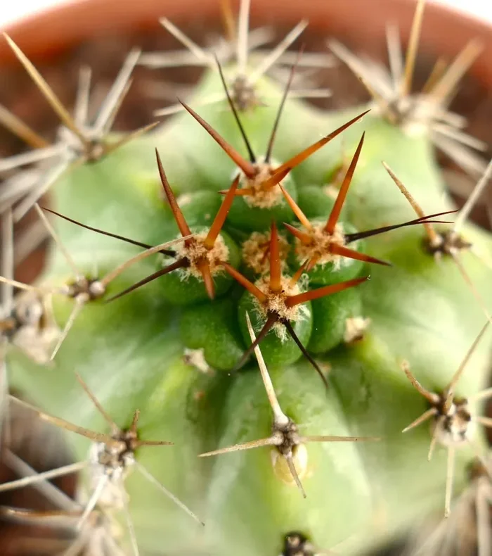 Cereus sp. sp. NORTH-EAST of ZACATECAS In saldo