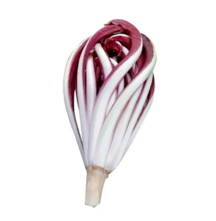 Cichorium intybus var. foliosum ‘Early Red Treviso Chicory’ SEEDS
