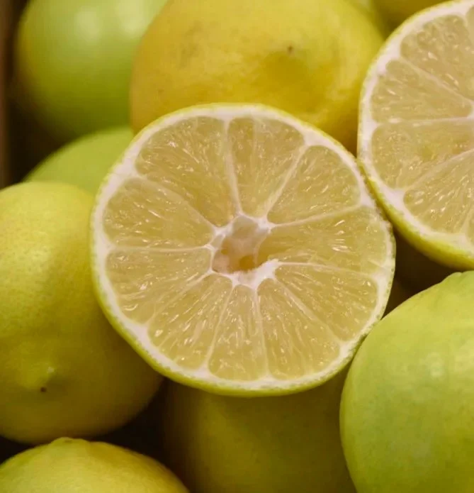 Citrus × limettioides PALESTINE