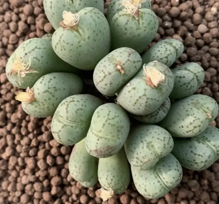 Conophytum uviforme