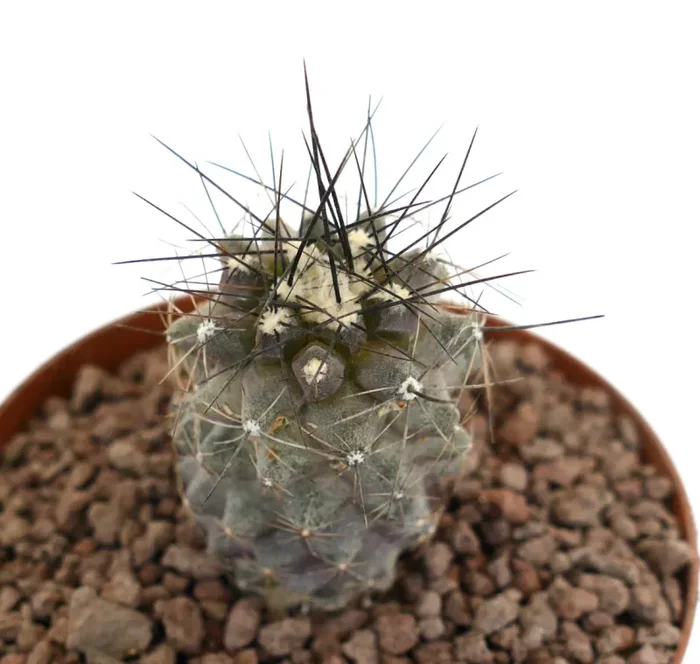 Copiapoa acatamensis LONG SPINES GRAY BODY