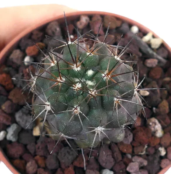 Copiapoa atacamensis MPS61 - immagine 2