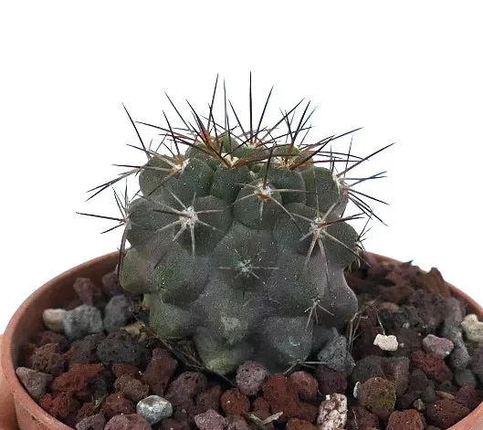 Copiapoa atacamensis MPS61 - immagine 3