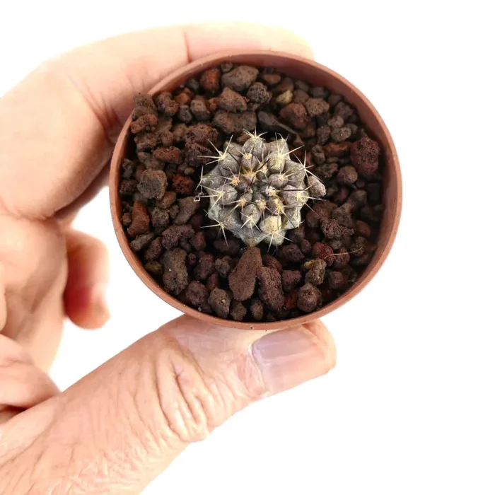 Copiapoa atacamensis (SMALL SEEDLING)