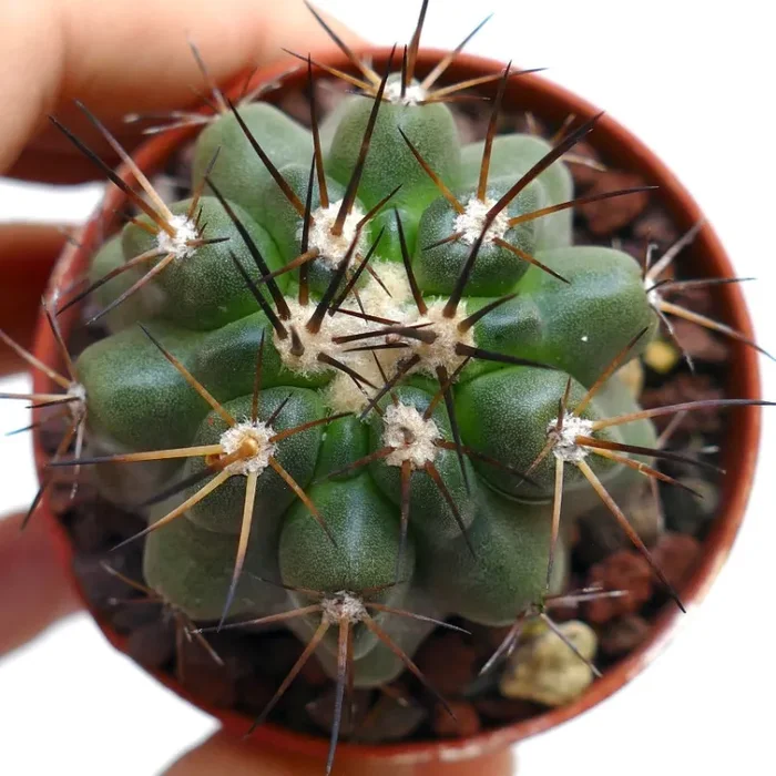 Copiapoa atacamensis X cinerea POC15 Vendita online