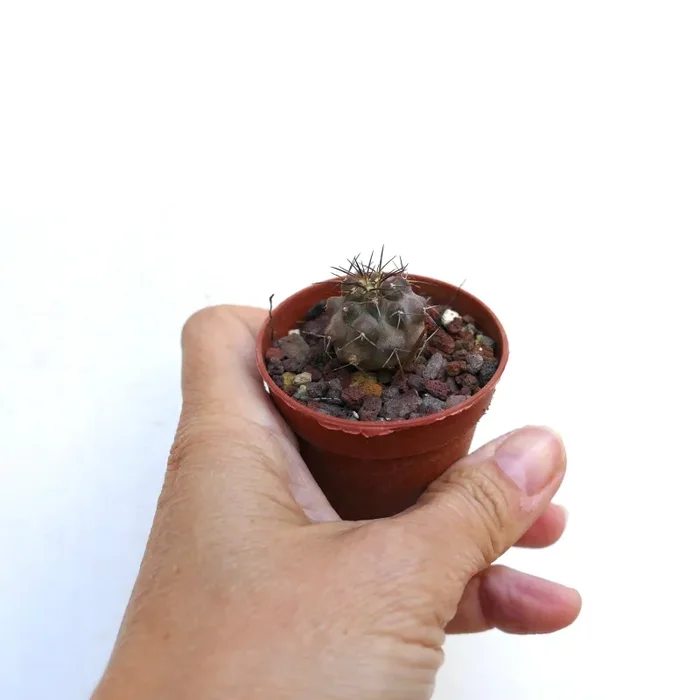 Copiapoa carrizalensis OO101 - immagine 2