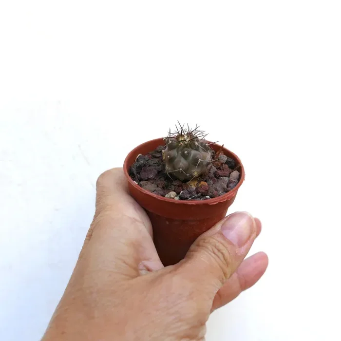 Copiapoa carrizalensis OO101 - immagine 3