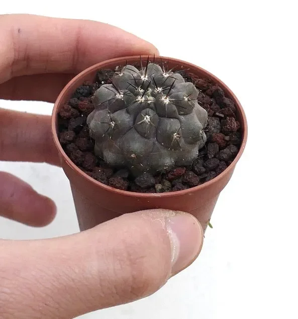 Copiapoa cinerea BA-3179-S
