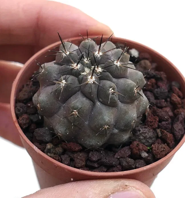 Copiapoa cinerea BA-3179-S - immagine 2