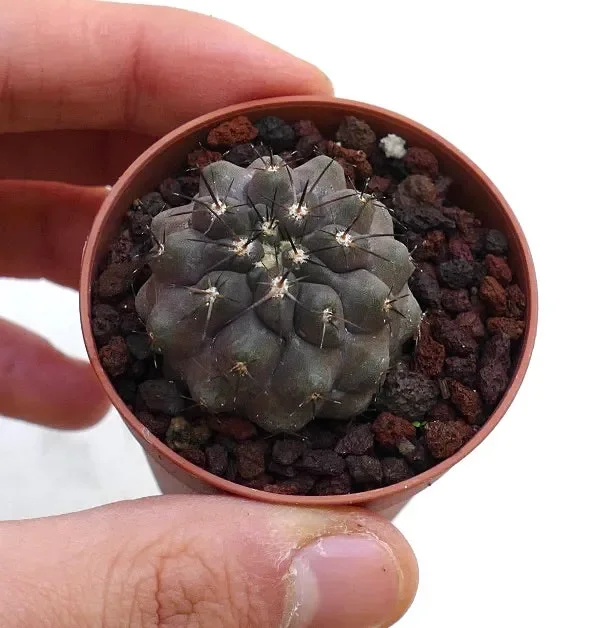 Copiapoa cinerea BA-3179-S - immagine 3