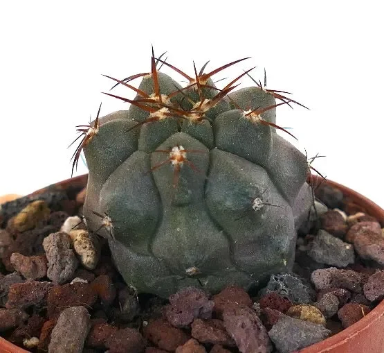 Copiapoa cinerea BROWN SPINES