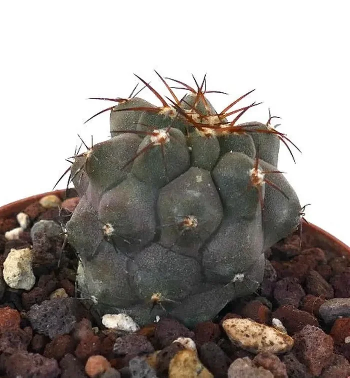 Copiapoa cinerea BROWN SPINES - immagine 2