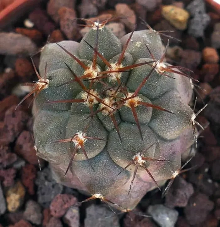 Copiapoa cinerea BROWN SPINES - immagine 3