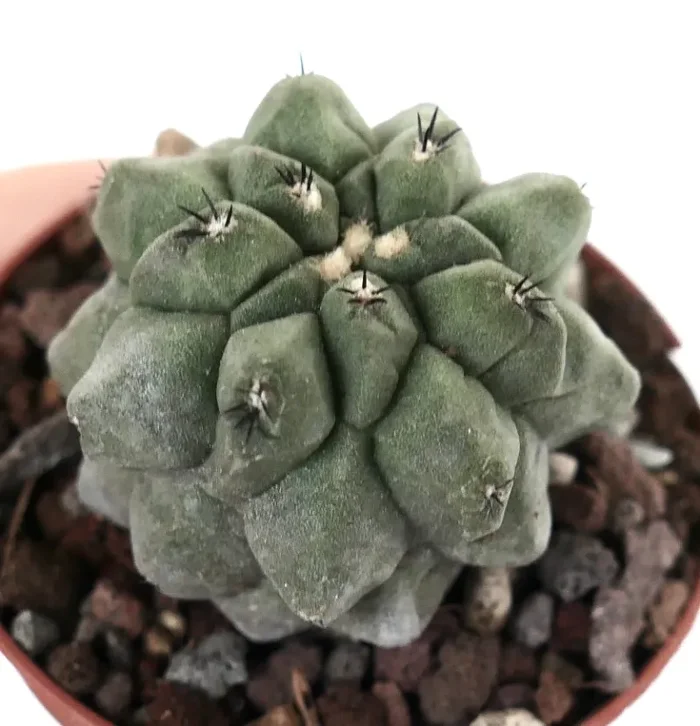 Copiapoa cinerea form KIKKO X Copiapoa hypogaea