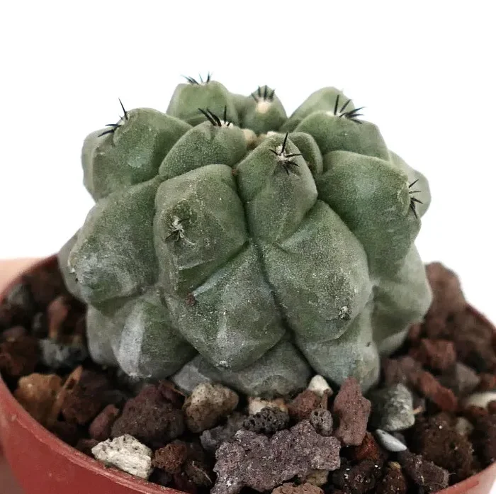 Copiapoa cinerea form KIKKO X Copiapoa hypogaea - immagine 2