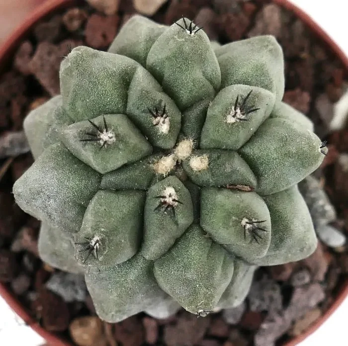 Copiapoa cinerea form KIKKO X Copiapoa hypogaea - immagine 3