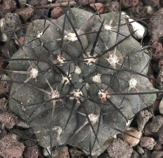 Copiapoa cinerea form KIKKO X serpentisulcata GIO - immagine 2