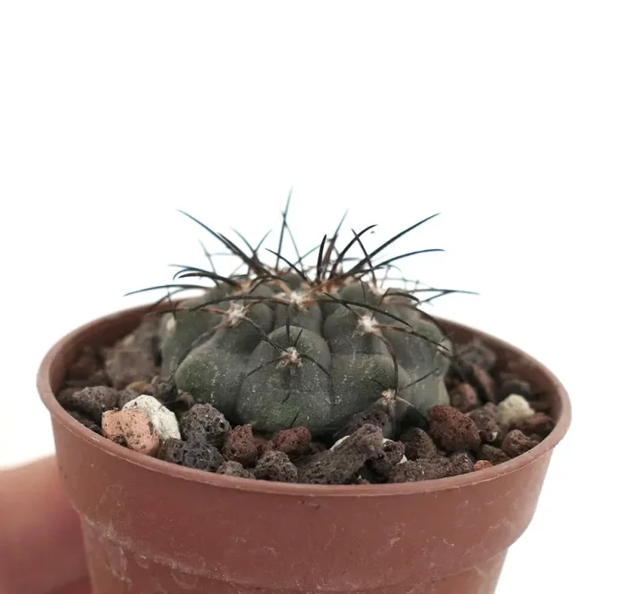 Copiapoa cinerea form KIKKO X serpentisulcata GIO - immagine 3