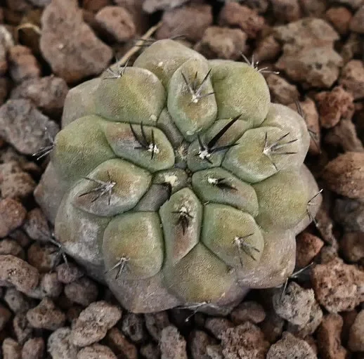 Copiapoa cinerea form NUDA x hypogaea
