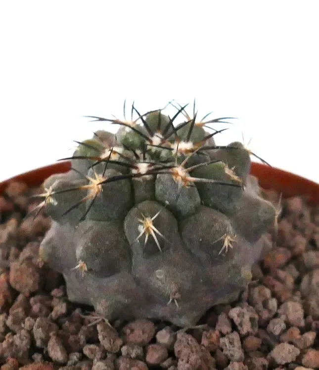 Copiapoa cinerea GRAY x griseoviolacea Sconti