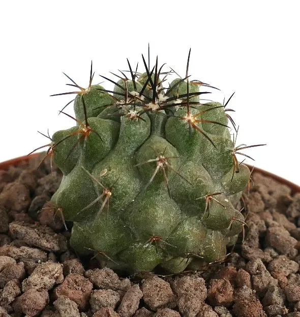 Copiapoa cinerea GREEN X Copiapoa decorticans