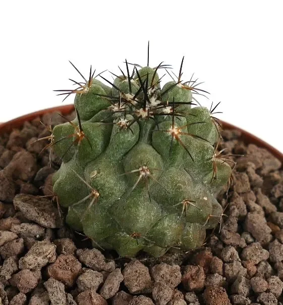 Copiapoa cinerea GREEN X Copiapoa decorticans - immagine 2