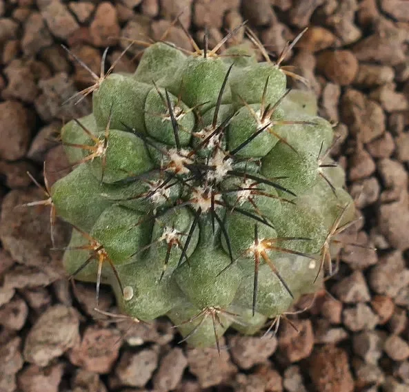 Copiapoa cinerea GREEN X Copiapoa decorticans - immagine 3