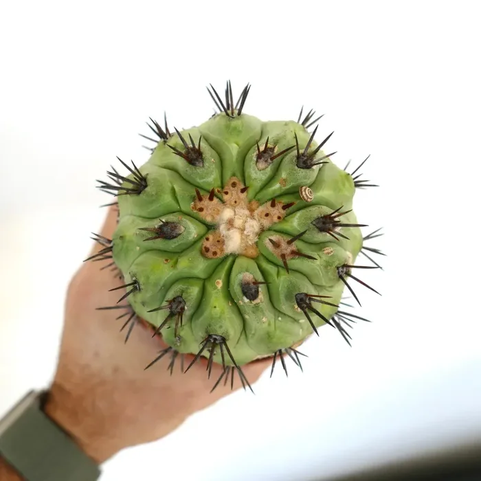 Copiapoa cinerea GREEN X Copiapoa serpentisulcata - immagine 2