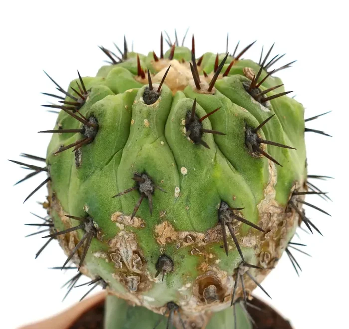 Copiapoa cinerea GREEN X Copiapoa serpentisulcata - immagine 3