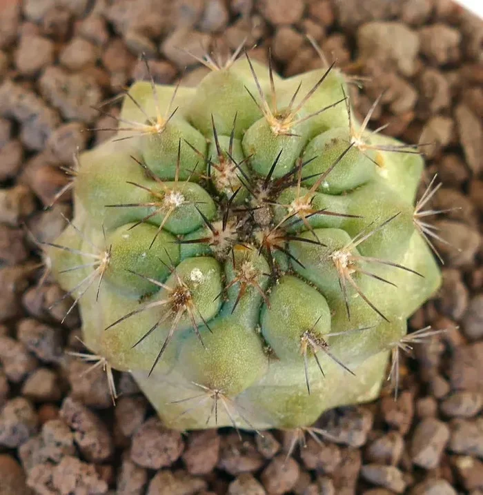 Copiapoa cinerea GREEN x goldii Online ora