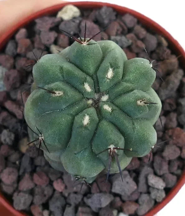 Copiapoa cinerea GREEN X hypogaea 50P Online ora