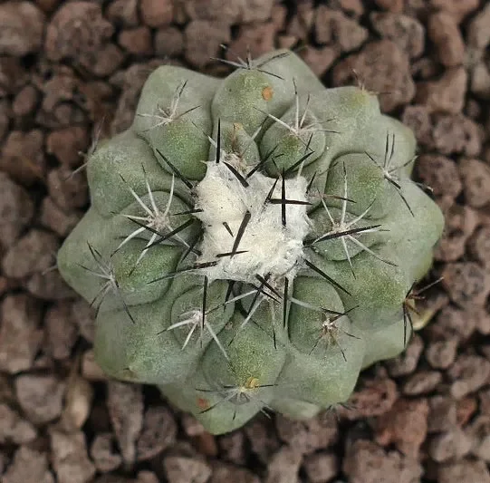 Copiapoa cinerea GREY x Copiapoa hypogaea